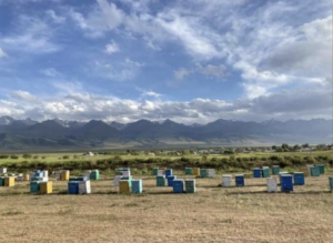 WILL BEE 天然生ハチミツの販売