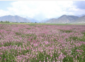 WILL BEE 天然生ハチミツの販売